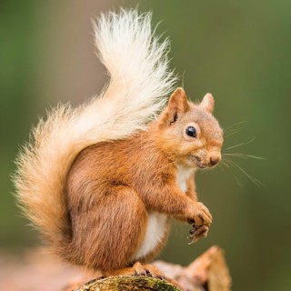 Eurasian red squirrel