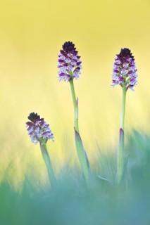 Burnt-tip orchid