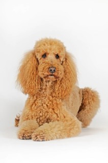 Large poodle