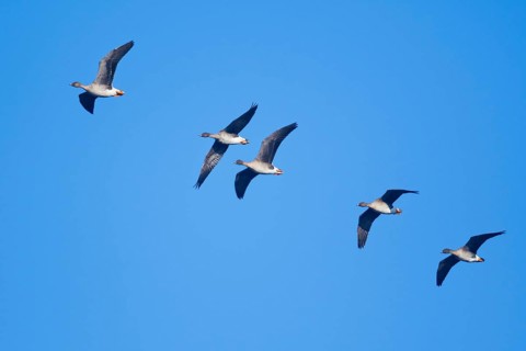 Bean Geese