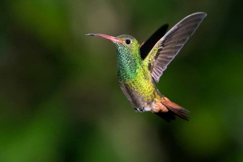 Rufous-tailed Hummingbird