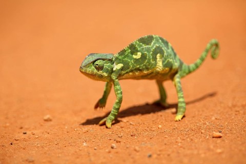 Flap-necked chameleon