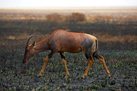 Topi