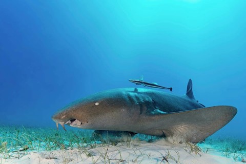Nurse shark