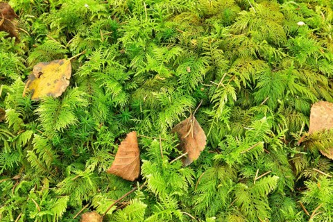 Dried birch leaves on tamarisk thuidium moss