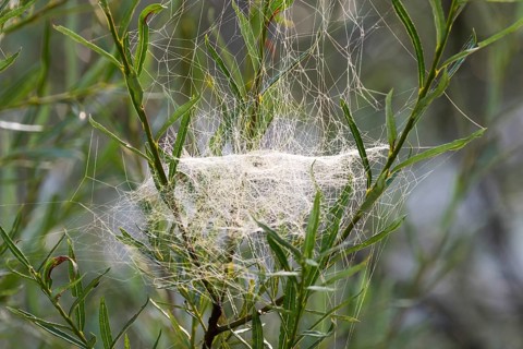 Web of Sheet Weaver