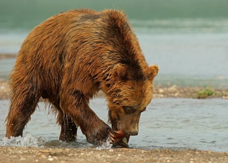 Brown bear