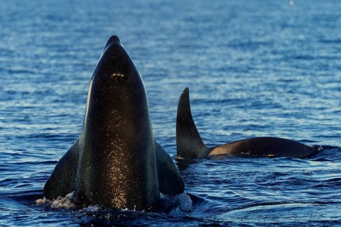 Orca or killer whale