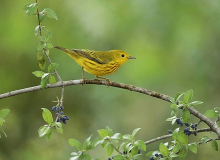 Yellow Warbler
