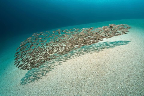Swarm of young Striped eel Catfish