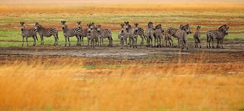 Harem of plains zebra