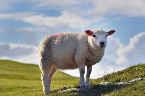 Sheep on Bray Head