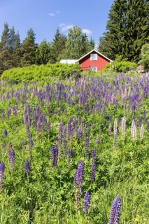 Meadow with lupines