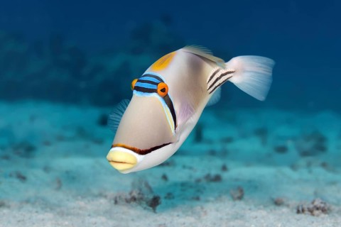 Arabian Picasso triggerfish