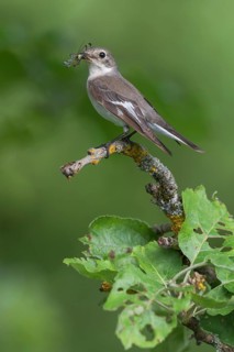 Collared flycatcher