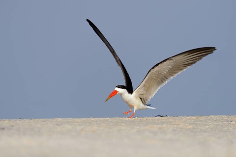 African skimmer