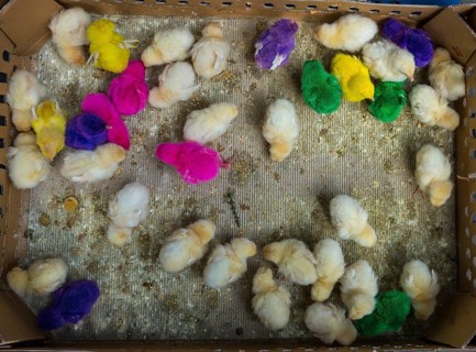Colorfully colored chicks in tight cage