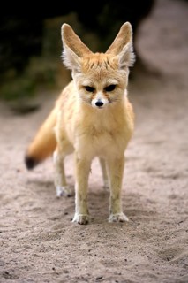 Fennec