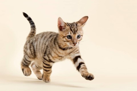 Pedigree cat Toyger