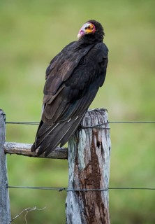 Lesser yellow-headed vulture