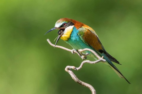 European bee-eater
