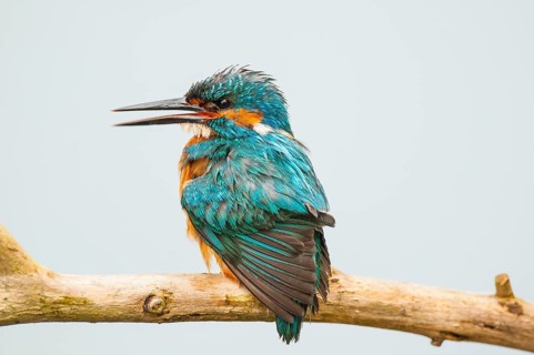 Common kingfisher