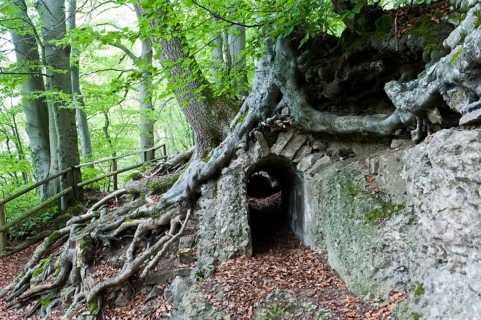 Canal outcrop overgrown with trees and roots Dalbenden