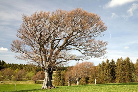 Wood pasture beech