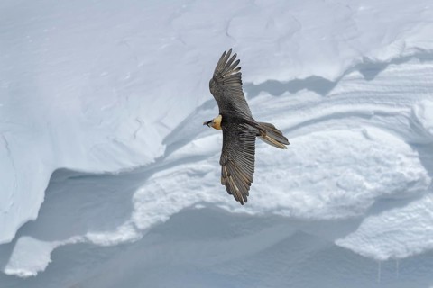 Bearded vulture