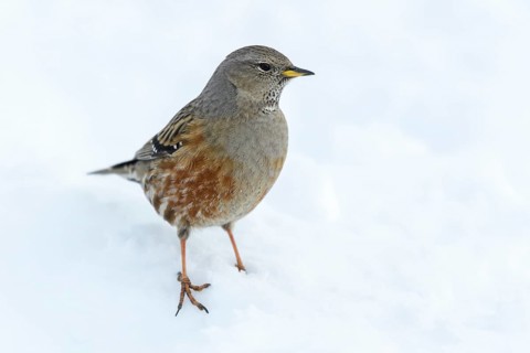 Alpine Accentor