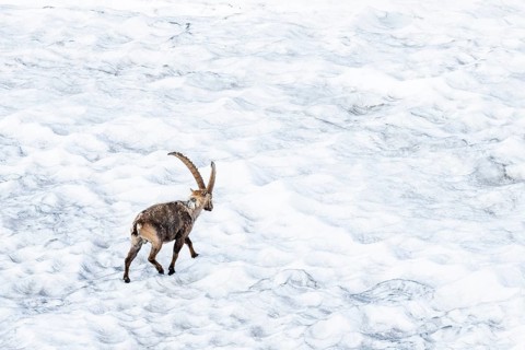Alpine Ibex