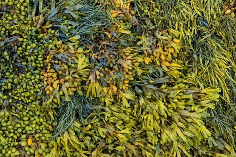 Various marine algae