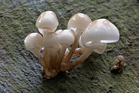 Porcelain fungi