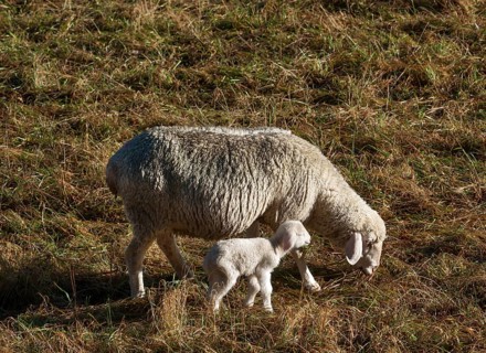 Domestic sheep