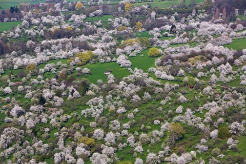 Blooming orchard