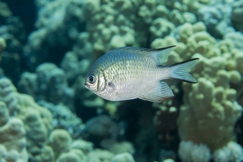 Maldives damselfish