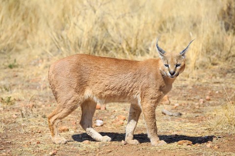 Caracal