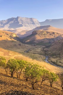 Burned down grassland and green trees