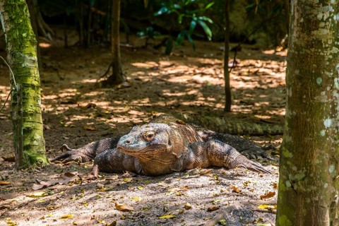 Komodo Dragon