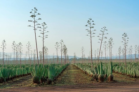 Sisal agave
