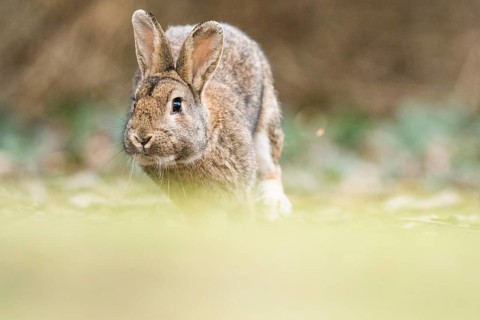 Wild rabbits