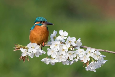 Kingfisher