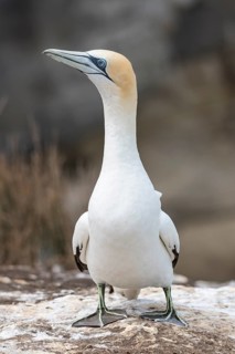 Austral gannet