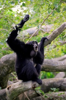 Siamang