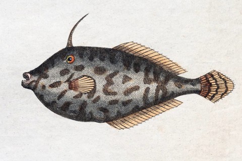 Unicorn Leatherjacket