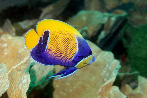 Blue-girdled angelfish