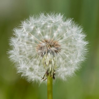 Blowball