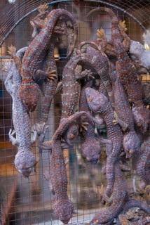 Many Geckos