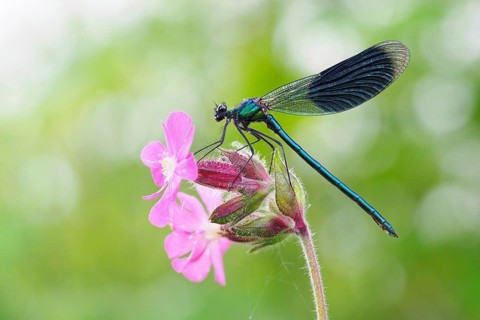 Banded demoiselle