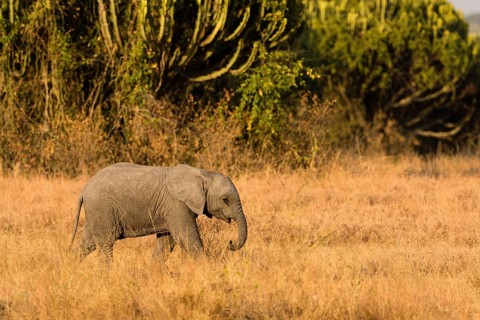 Young African elephant
